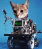 robot-cat.jpg