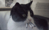 200w.gif