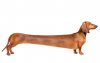 longdog.jpg