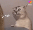 wgJlmI4DCPZ8Kqp7aV.gif