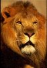 lion2.jpg