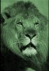 lion2.jpg