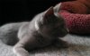 Kitty.jpg
