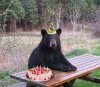 bear-birthday-cake.jpg