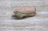 8ce26d22149b4ff56c7890fff5d602a5_b.png