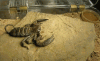 exuviate.gif
