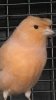 trumpbird.jpg
