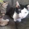 Katzenqueen