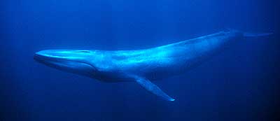 blue19.jpg