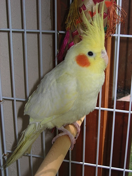 SecondCockatiel-500x667.jpg