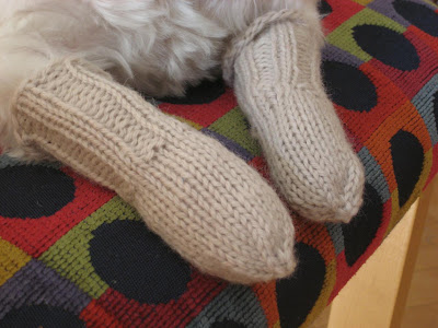 dog+in+socks+007.jpg
