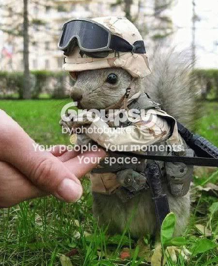 army_squirrel.jpg