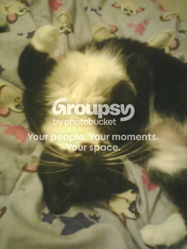 CuteShiba.jpg