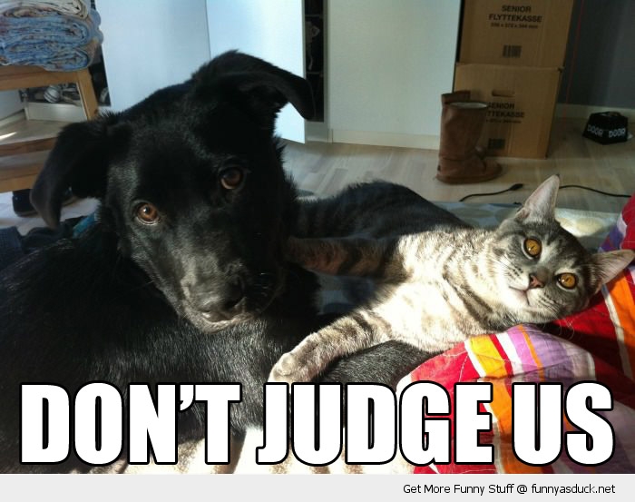 funny-cat-dog-dont-judge-us-pics.jpg