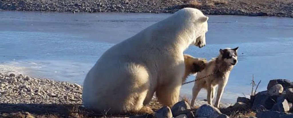 polar-bear-dog_1024.jpg
