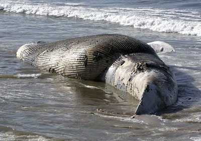 bluewhale91407.jpg