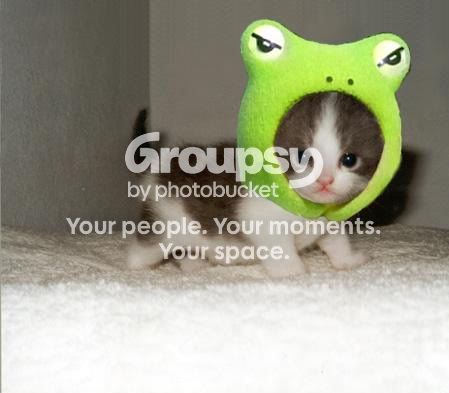 Pet2.jpg