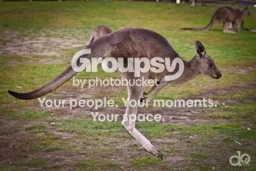 kangaroo_jumping2.jpg