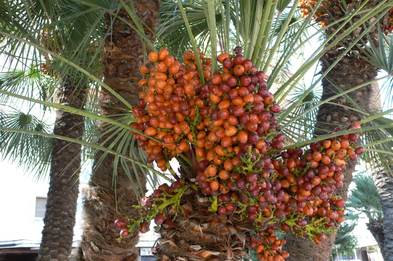dates.jpg