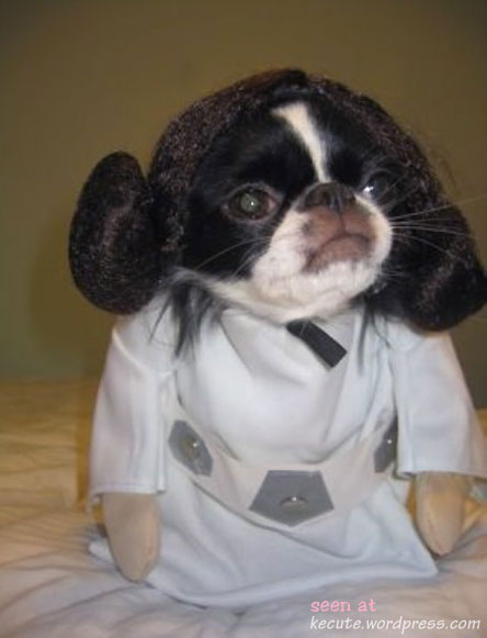 star-trek-pug.jpg