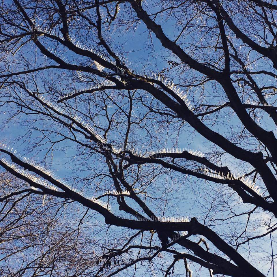 bird-spikes.jpg
