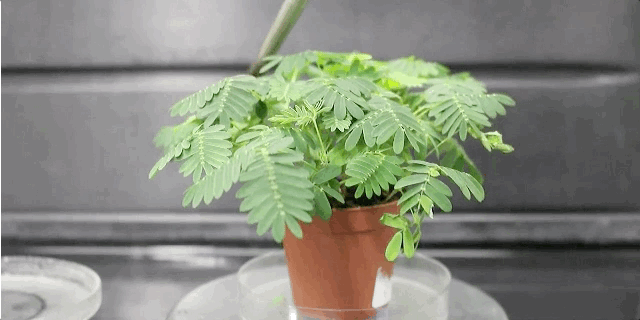 261-plant-anaesthetics-2.gif