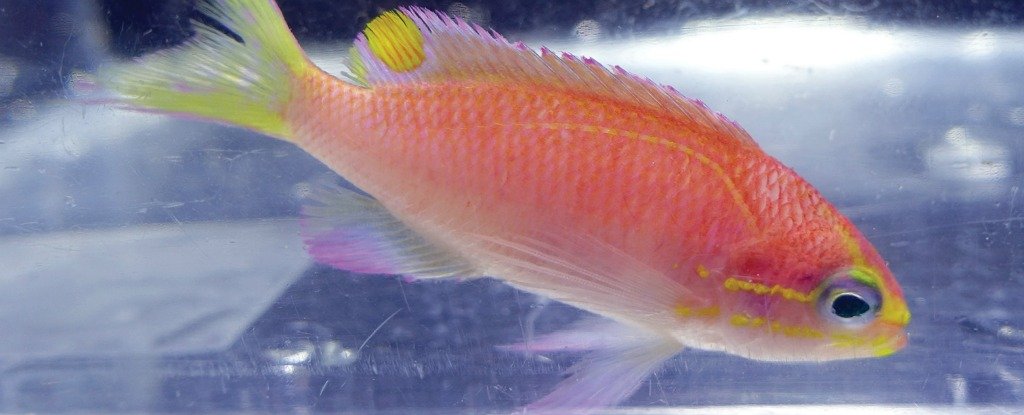 ObamaFishHeader2_1024.jpg