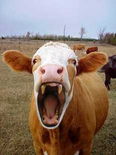 vampire+cow.jpg