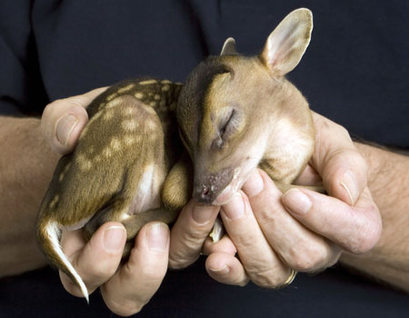 DeerJM_450x350.jpg