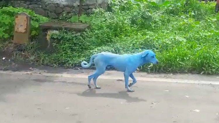 Blue-dogs-india-750x422.jpg