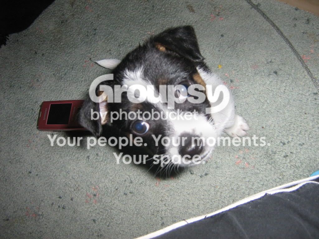 Puppies002.jpg