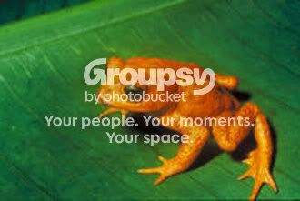 200px-Bufo_periglenes1.jpg