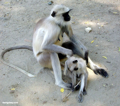 monkeys.jpg