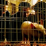 Piggy_Avatar_by_16buffy.jpg