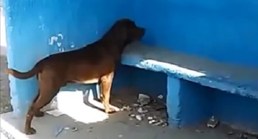 Chicho-blue-wall.jpg