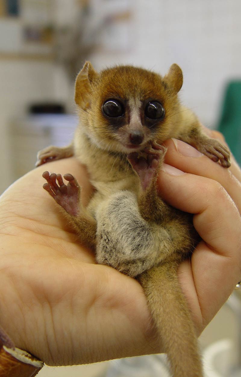 goodmans_mouse_lemur.jpg
