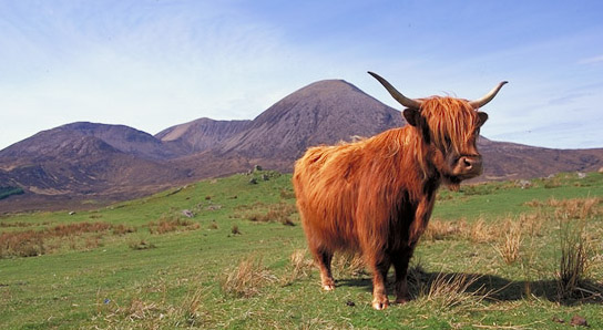 Highland%20Cow.jpg