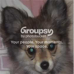 puppy.jpg