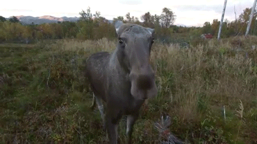 tumblr_nvqt3rqHpT1rc7zl1o1_400.gif
