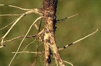 wild-carrot.jpg