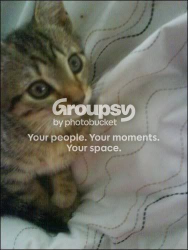 kitty.jpg