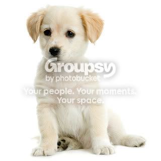 cutepuppy.jpg