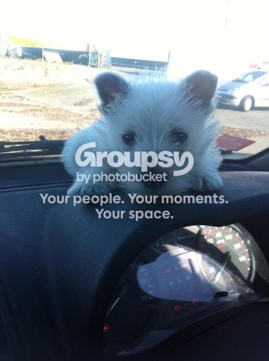 cooper4.jpg