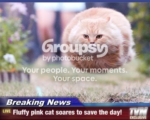 Fluffypinksave.jpg