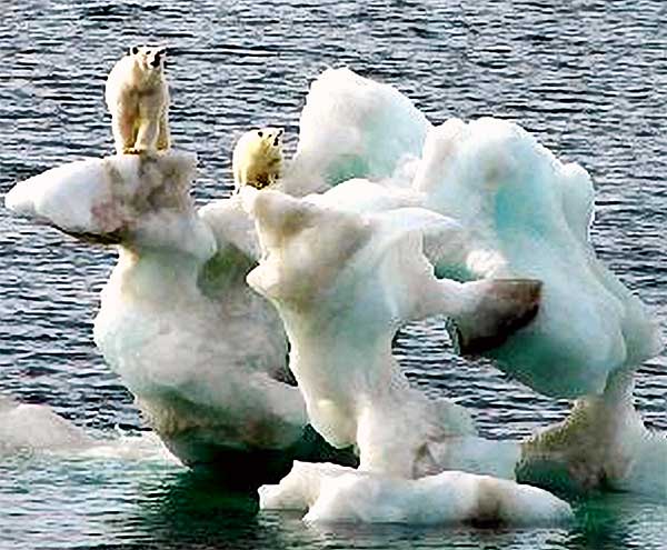 bear071207_600x495.jpg