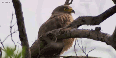 whatc.gif