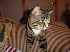 3165411016_c4ef1a2872_m.jpg