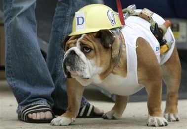 beautiful-bulldog-construction-worker.jpg