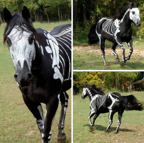 pet-halloween-costume-78.jpg