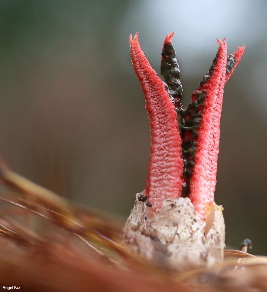 mushroom-photography-231__880.jpg